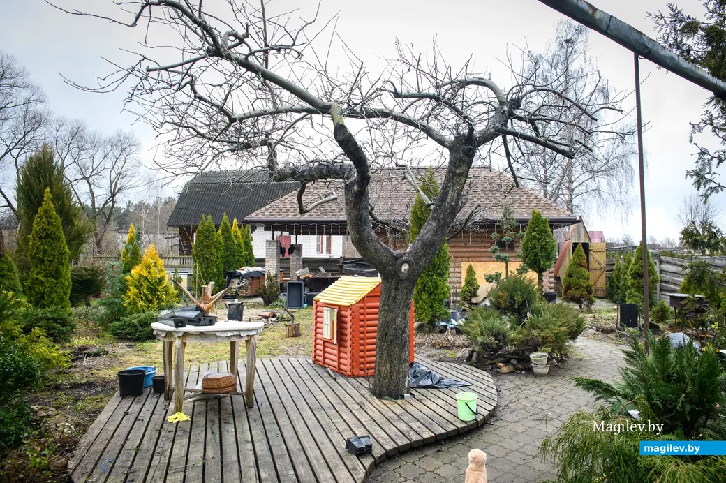 20.03.2024, Бобруйск. Максим Горин выращивает хвойные растения.