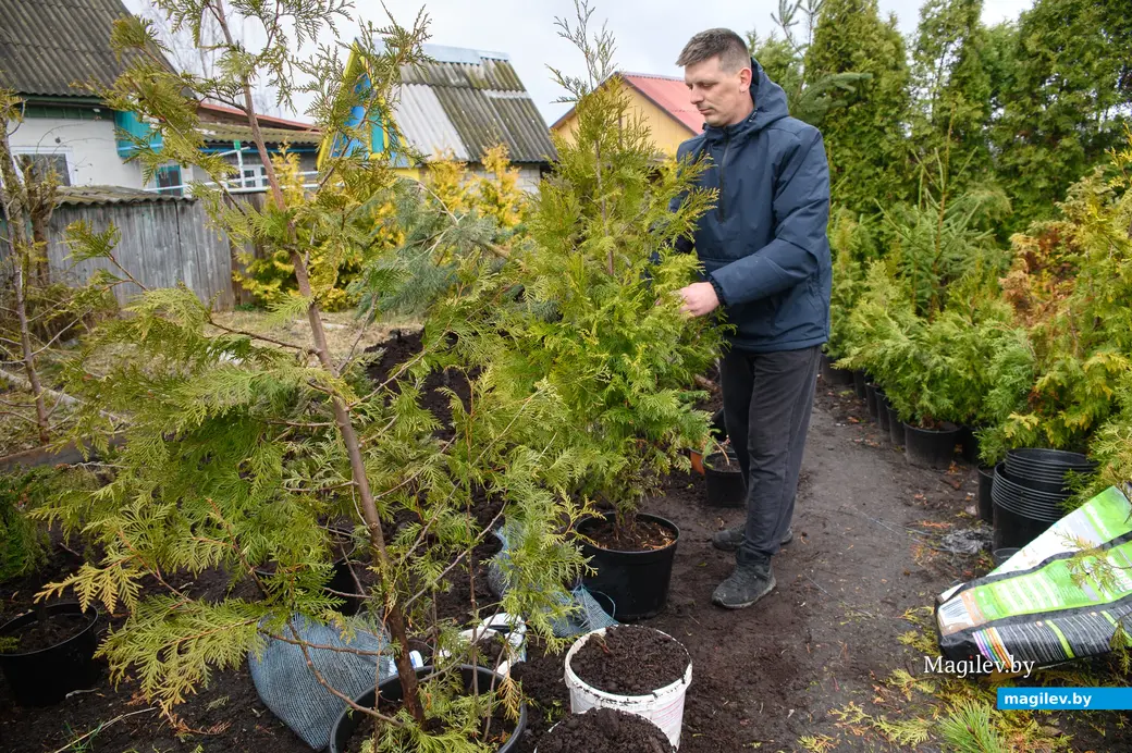 20.03.2024, Бобруйск. Максим Горин выращивает хвойные растения.