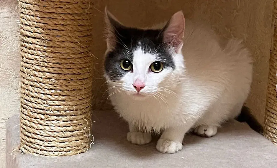 Миниатюрный котик.