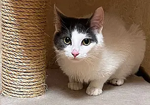 Пес Трофим, найденный щенок Марк и кошка Черри: кто ищет хозяина в Могилеве