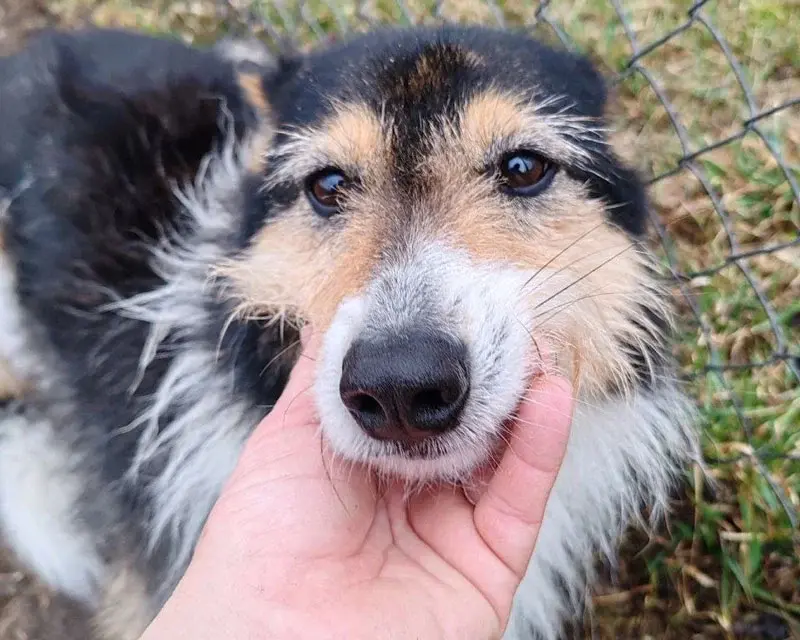 Скромная и застенчивая собака Анфиса