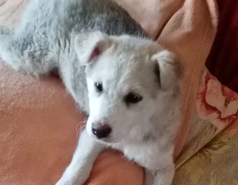 Щенок Марк.