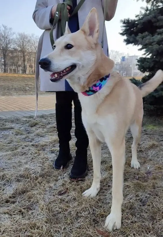 Собака Оди.