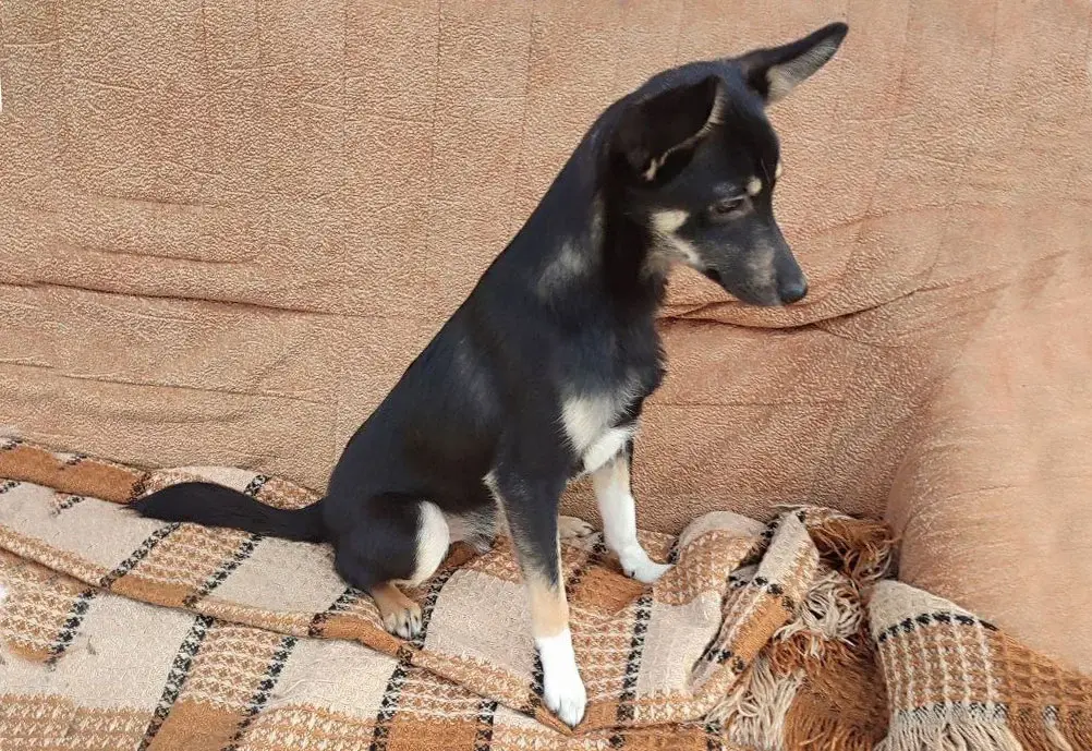 Пес Трофим.