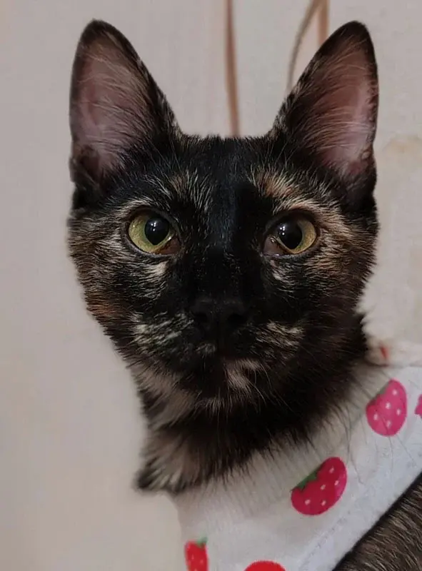 Кошка Черри.