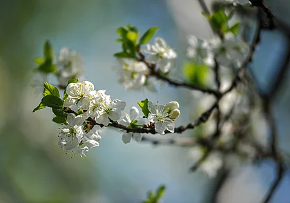 Как белорусы будут работать и отдыхать в мае 2024-го