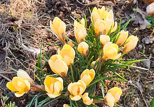 Днем – до +21: прогноз погоды на 30-31 марта и 1 апреля