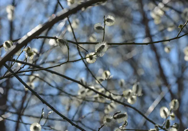 Аномальное тепло продлится не долго: прогноз погоды на первую неделю апреля