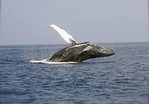 Король народа маори Фероферо VII призвал наделить китов правами человека