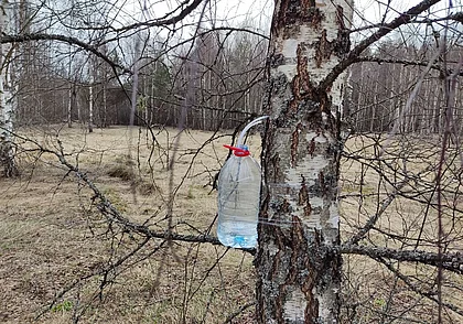 Без осадков и до 12 градусов тепла: погода в Могилеве 16 марта