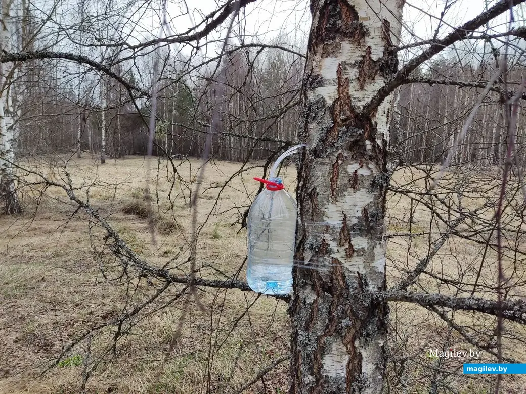 30.03.2024 г. Быховский район, Могилевская область. Весеннее путешествие: как мы подснежники искали
