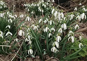 Весеннее путешествие: как мы на Быховщине подснежники искали