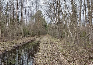 В трех районах страны запрещено посещать леса. В том числе в Могилевском