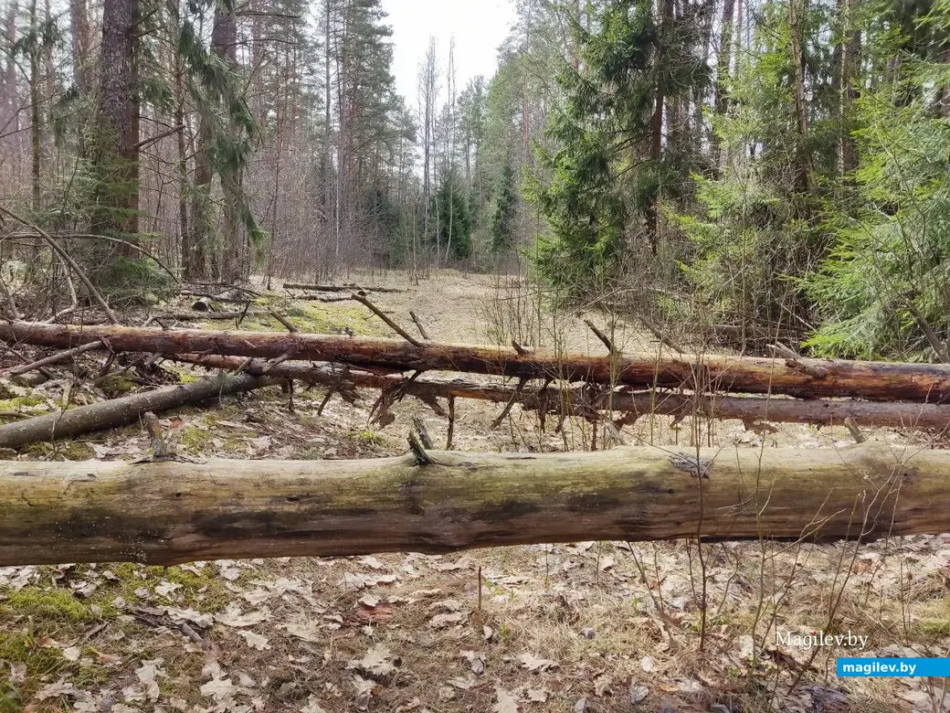 30.03.2024 г. Быховский район, Могилевская область. Весеннее путешествие: как мы подснежники искали
