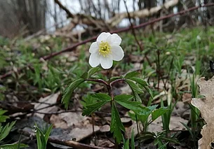 Южный ветер и до 15 градусов тепла: погода в Могилеве 13 марта