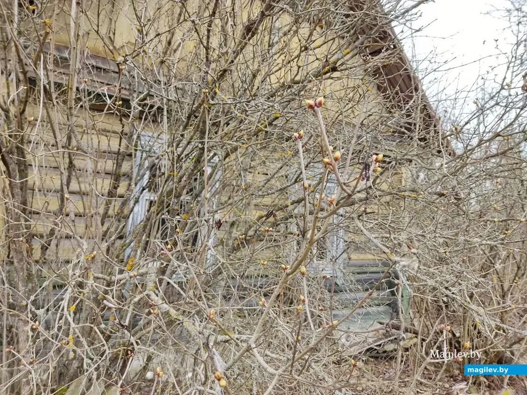 30.03.2024 г. Быховский район, Могилевская область. Весеннее путешествие: как мы подснежники искали