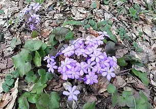 Без дождя и до 18 градусов тепла: погода в Могилеве 27 марта