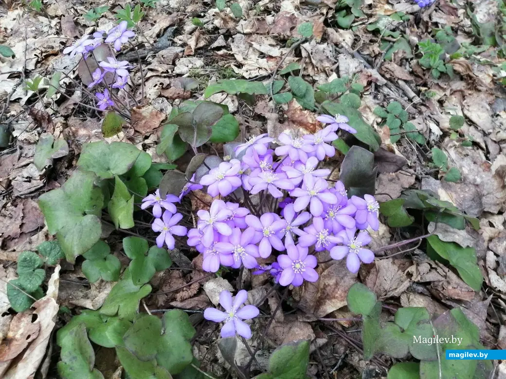 30.03.2024 г. Быховский район, Могилевская область. Весеннее путешествие: как мы подснежники искали