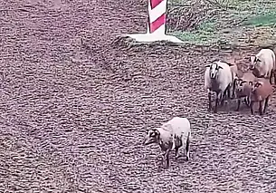 Стадо овец перешло польско-украинскую границу, всполошив пограничников. Видео