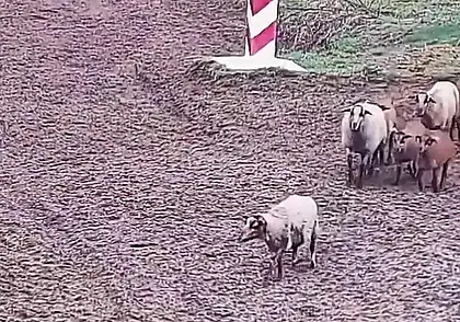 Стадо овец перешло польско-украинскую границу, всполошив пограничников. Видео
