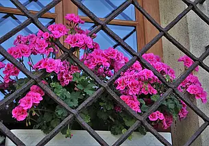 Что нужно сделать с геранью после долгой зимы: будет цвести пышными шапками