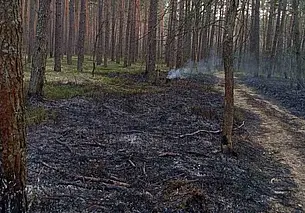 На Могилевщине 1 апреля горели леса. Пожары потушили