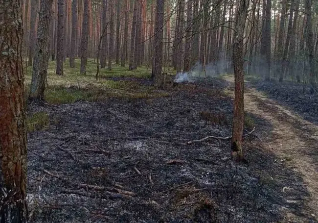 На Могилевщине 1 апреля горели леса. Пожары потушили