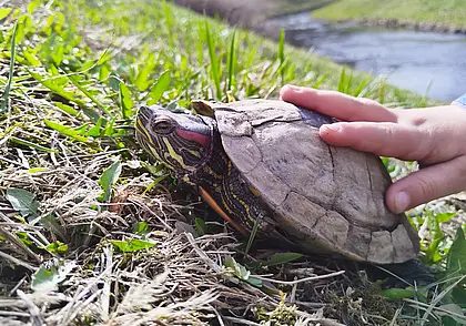 Никто не терял питомца? На Дубровенке заметили красноухую черепаху.