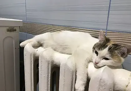 Со 2 апреля в Могилеве начинают отключать отопление. Но не в жилых домах