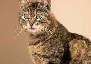 Кошка Шпрота, улыбчивый Фарт и милая Кети: кто ищет хозяина в Могилеве