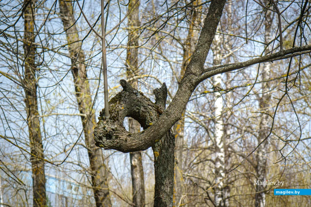 02.04.2024. Бобруйск. Почти лето