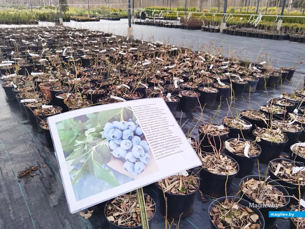 Апрель, 2024 г. Могилев. Питомнк растений «Маленькі рай».