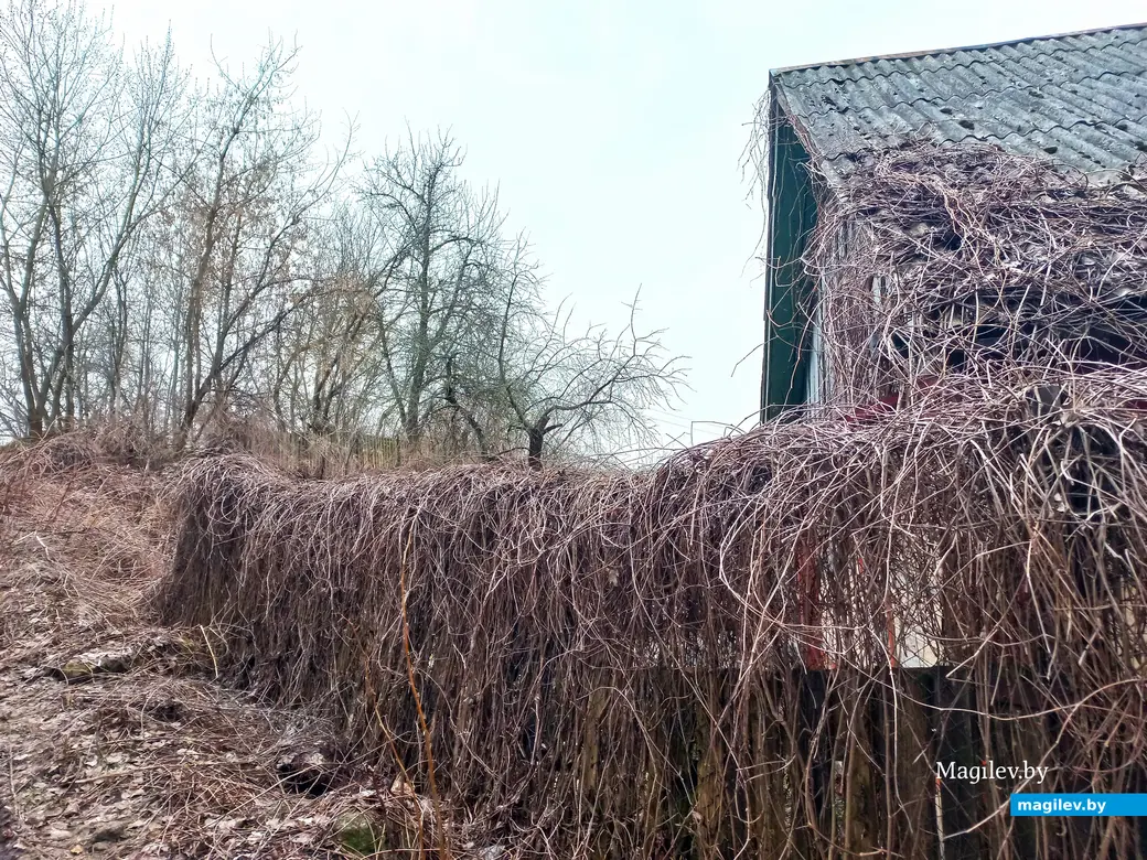 Апрель 2024 г., Могилев, район пер. Чернышевского.