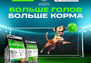 Betera Pets – масштабная акция помощи бездомным животным