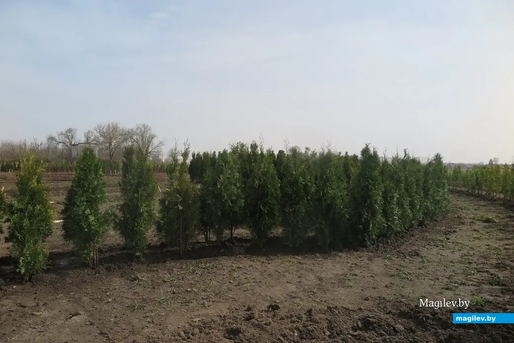 Апрель 2024 г. Могилев, Подниколье. Здесь высаживают деревья для зеленого лабиринта.