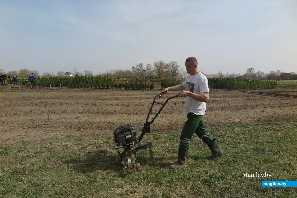 Апрель 2024 г. Могилев, Подниколье. Здесь высаживают деревья для зеленого лабиринта.