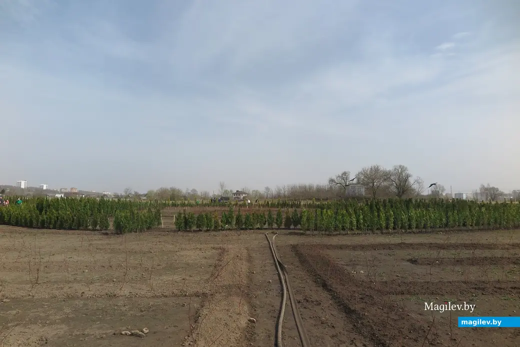 Апрель 2024 г. Могилев, Подниколье. Здесь высаживают деревья для зеленого лабиринта.