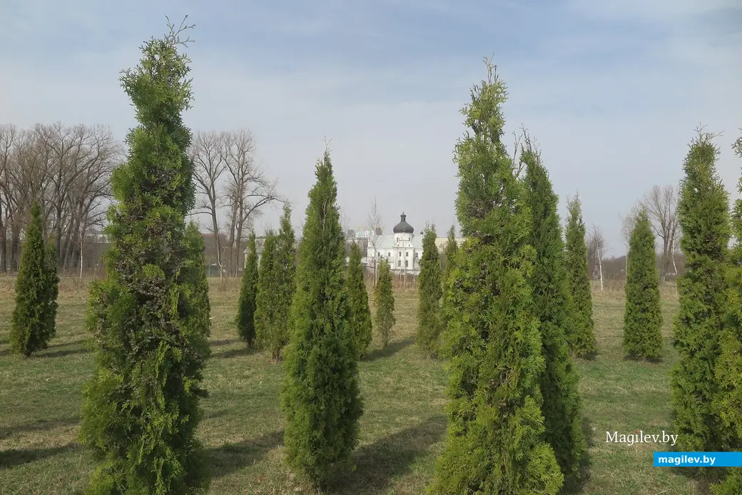 Апрель 2024 г. Могилев, Подниколье. Здесь высаживают деревья для зеленого лабиринта.