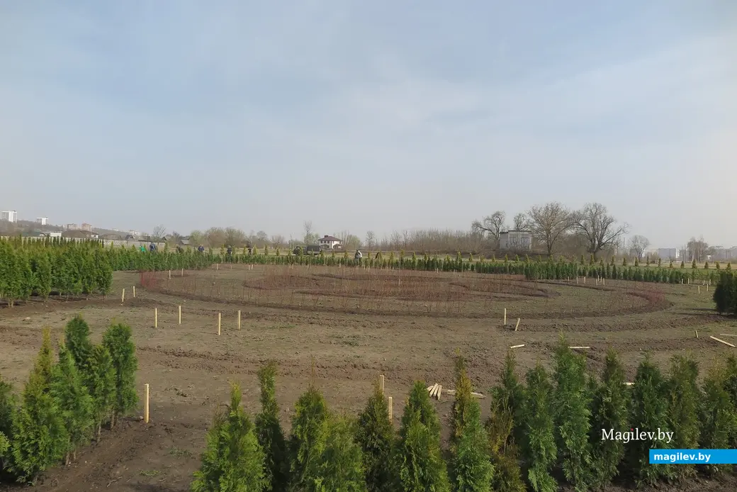 Апрель 2024 г. Могилев, Подниколье. Здесь высаживают деревья для зеленого лабиринта.