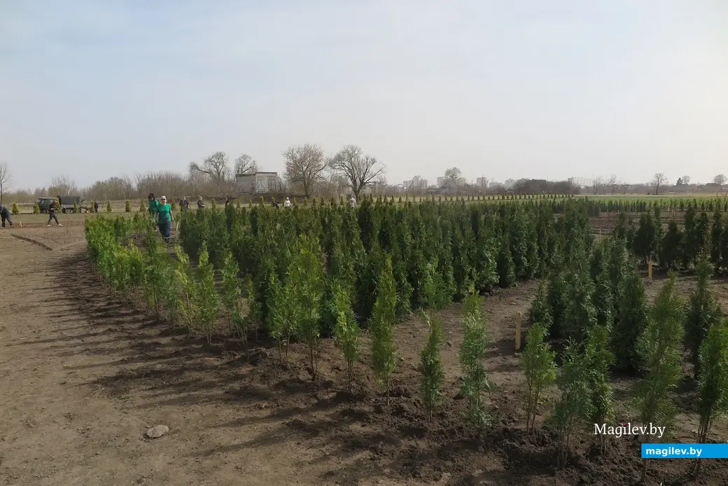 Апрель 2024 г. Могилев, Подниколье. Здесь высаживают деревья для зеленого лабиринта.
