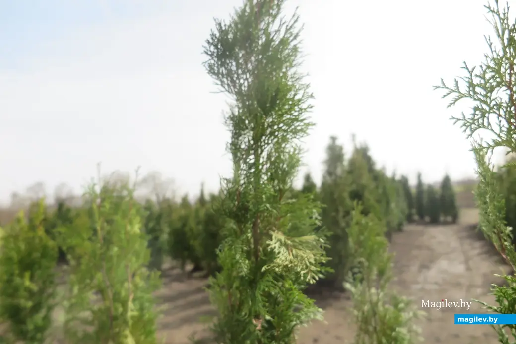 Апрель 2024 г. Могилев, Подниколье. Здесь высаживают деревья для зеленого лабиринта.