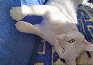 «Опускаю глаза, а под ногами – 20 рублей». Как я спасла кошку, а кошка – меня