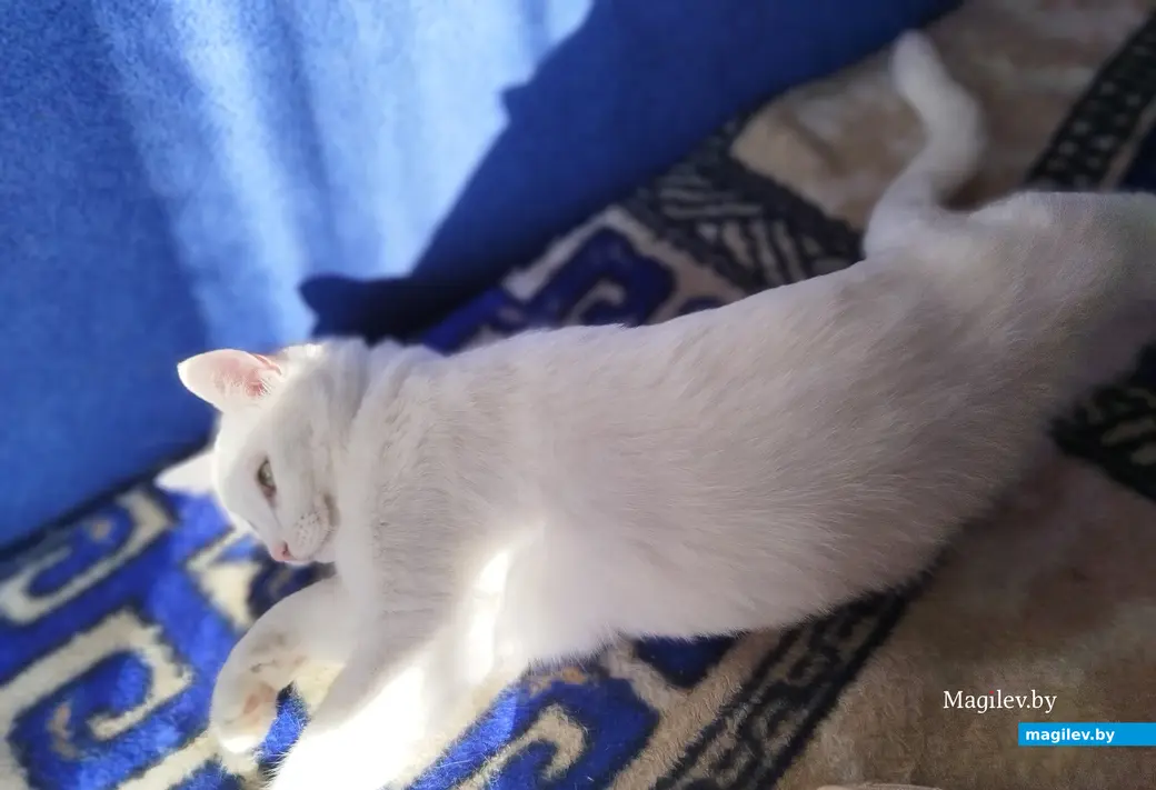 Апрель, 2024 г. Могилев. Кошка Мурка.