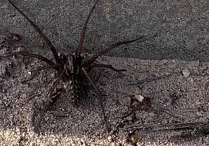 На улице в Могилеве заметили огромного паука: фото и видео