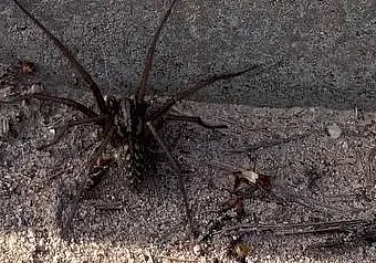 На улице в Могилеве заметили огромного паука: фото и видео