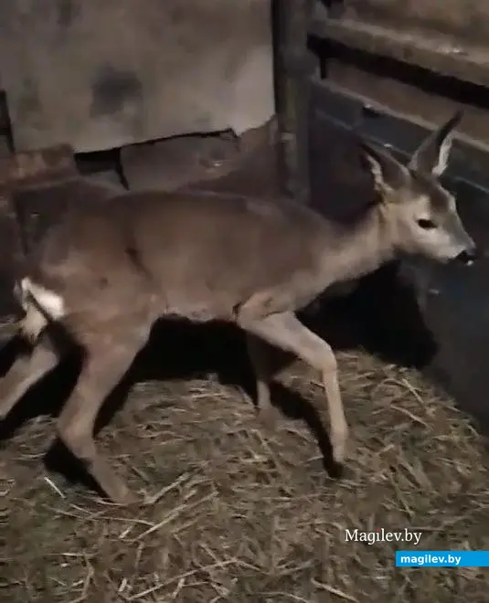 Зима 2024 г. Могилевский район. Скриншот видео с Бэмби.
