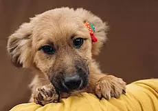 Слепая собака Лора, кошка Муся и щенки-красотки: кто ищет хозяина в Могилеве