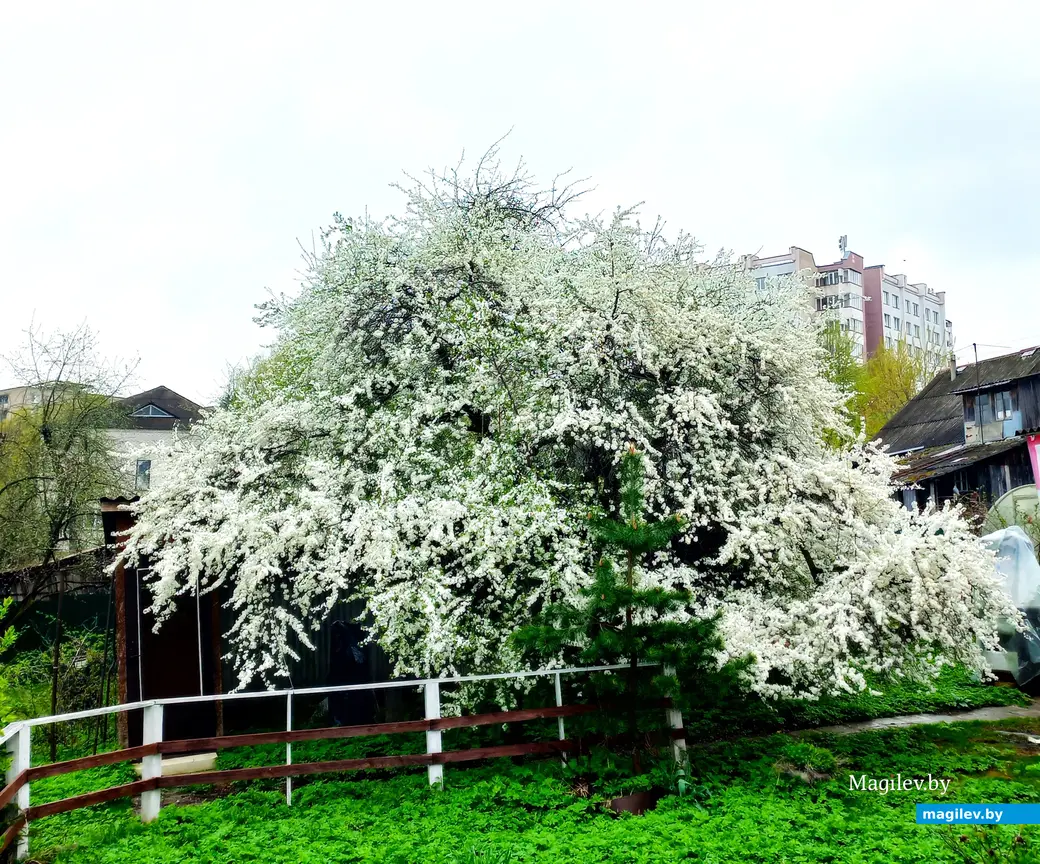 Апрель 2024 года, Могилев. Еще есть время любоваться красотой.