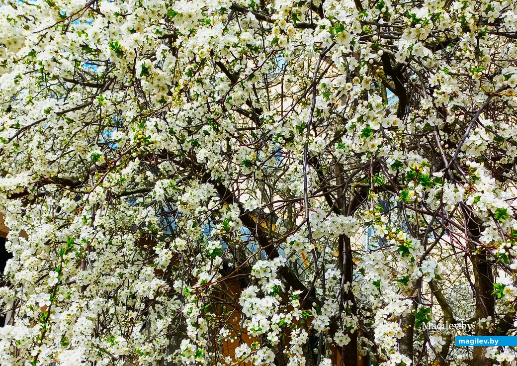 Апрель 2024 года, Могилев. Еще есть время любоваться красотой.