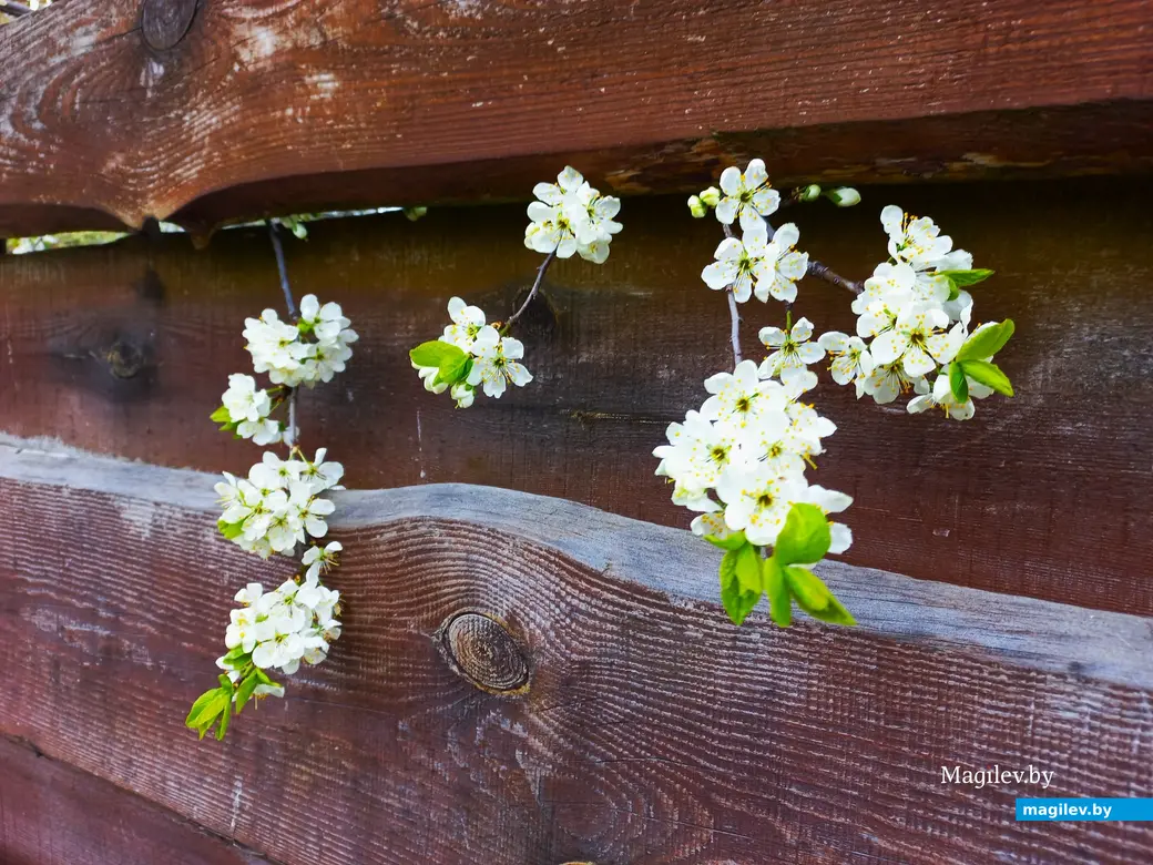 Апрель 2024 года, Могилев. Еще есть время любоваться красотой.